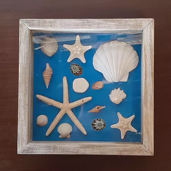 Cuadro De Conchas , Caracoles Y Estrellas De Mar