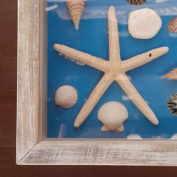 Cuadro De Conchas , Caracoles Y Estrellas De Mar