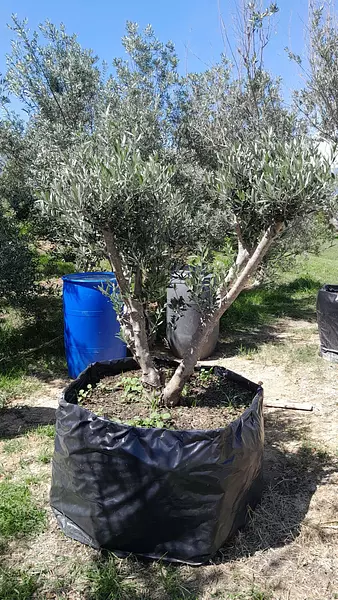 Árbol De Olivo Para Trasplantar 15 Años