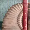 Tranca Libros Amonita Tallado En Madera