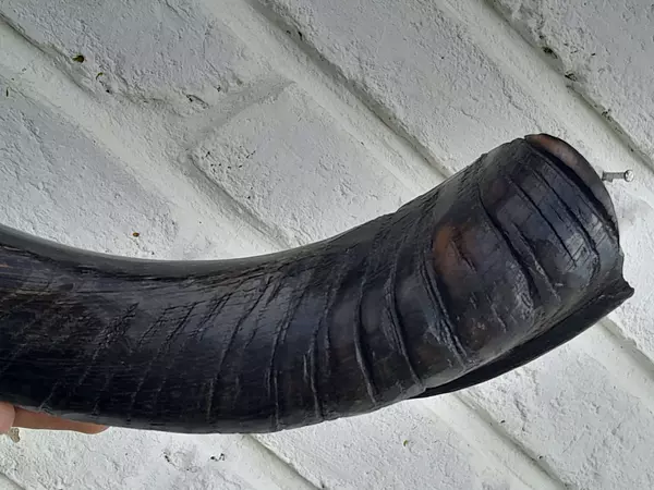 Cuerno De Shofar Kosher Kudu De Israel