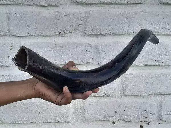 Cuerno De Shofar Kosher Kudu De Israel