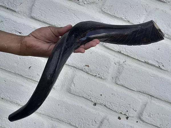 Cuerno De Shofar Kosher Kudu De Israel