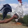 Gallo Supergigante