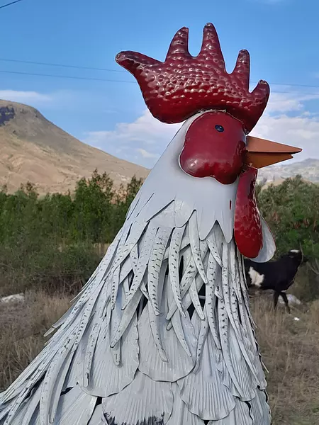 Gallo Supergigante