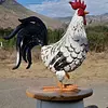 Gallo Supergigante