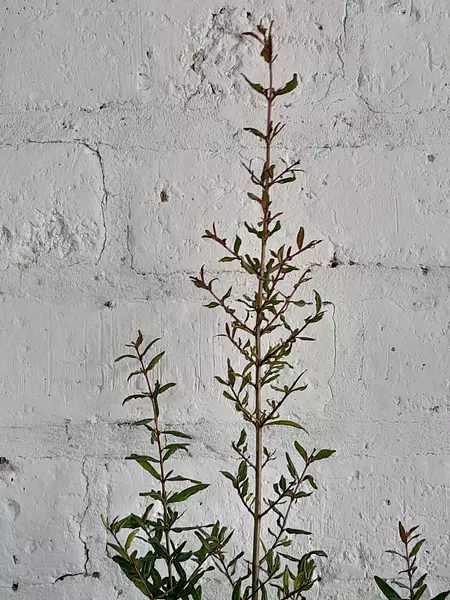 Arbolito De Granada ( Punica Granatum ) Para Trasplantar