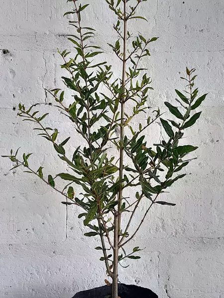 Arbolito De Granada ( Punica Granatum ) Para Trasplantar