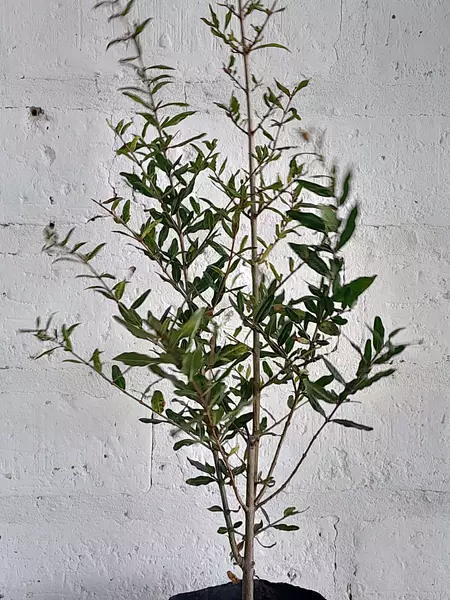 Arbolito De Granada ( Punica Granatum ) Para Trasplantar