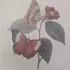 Cuadro Botánico Papilio Bernardus De E. Doneran 1798