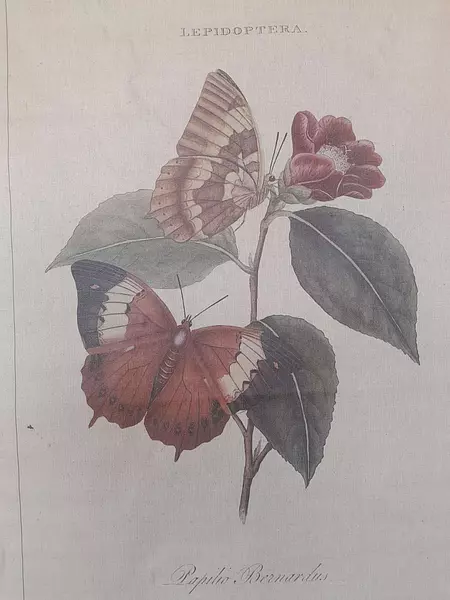 Cuadro Botánico Papilio Bernardus De E. Doneran 1798