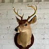 Taxidermia De Cabeza De Venado - Estados Unidos