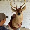 Taxidermia De Cabeza De Venado - Estados Unidos