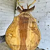 Taxidermia De Cabeza De Venado - Estados Unidos