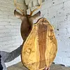 Taxidermia De Cabeza De Venado - Estados Unidos