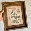 Cuadro Lámina Planta Medicinal Con Marco Rústico