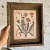 Cuadro Lámina Planta Medicinal Con Marco Rústico