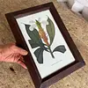 Cuadro Lámina Expedición Botánica - Bogotá 1994