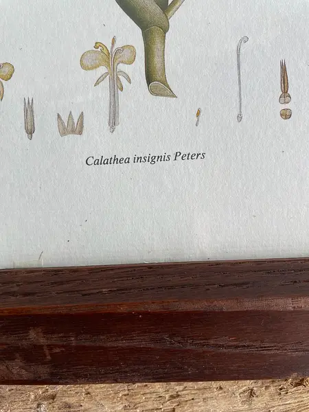 Cuadro Lámina Expedición Botánica - Bogotá 1994